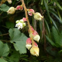 Rubus indicus Thunb.